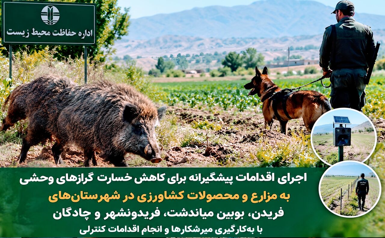انجام اقدامات حفاظتی برای مقابله با گرازهای وحشی در غرب اصفهان