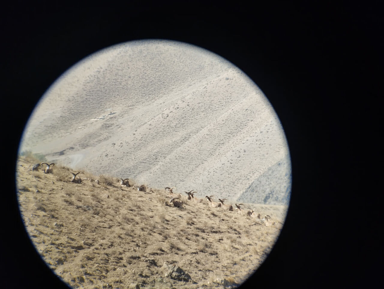 تصویری از گله قوچ ارمنی در پناهگاه حیات وحش انگوران ثبت شد تصویری از گله قوچ ارمنی در پناهگاه حیات وحش انگوران ثبت شد