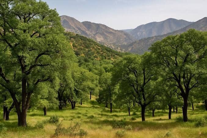 ۱۵ هزار هکتار از جنگلهای زاگرسی خوزستان برای مقابله با آفات پایش شد