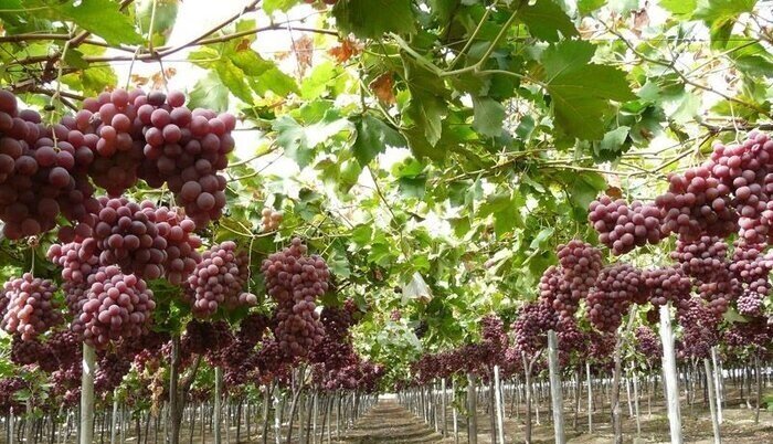 آغاز برداشت ۳۰۰ هزار تُن محصول از تاکستانهای شهر جهانی انگور