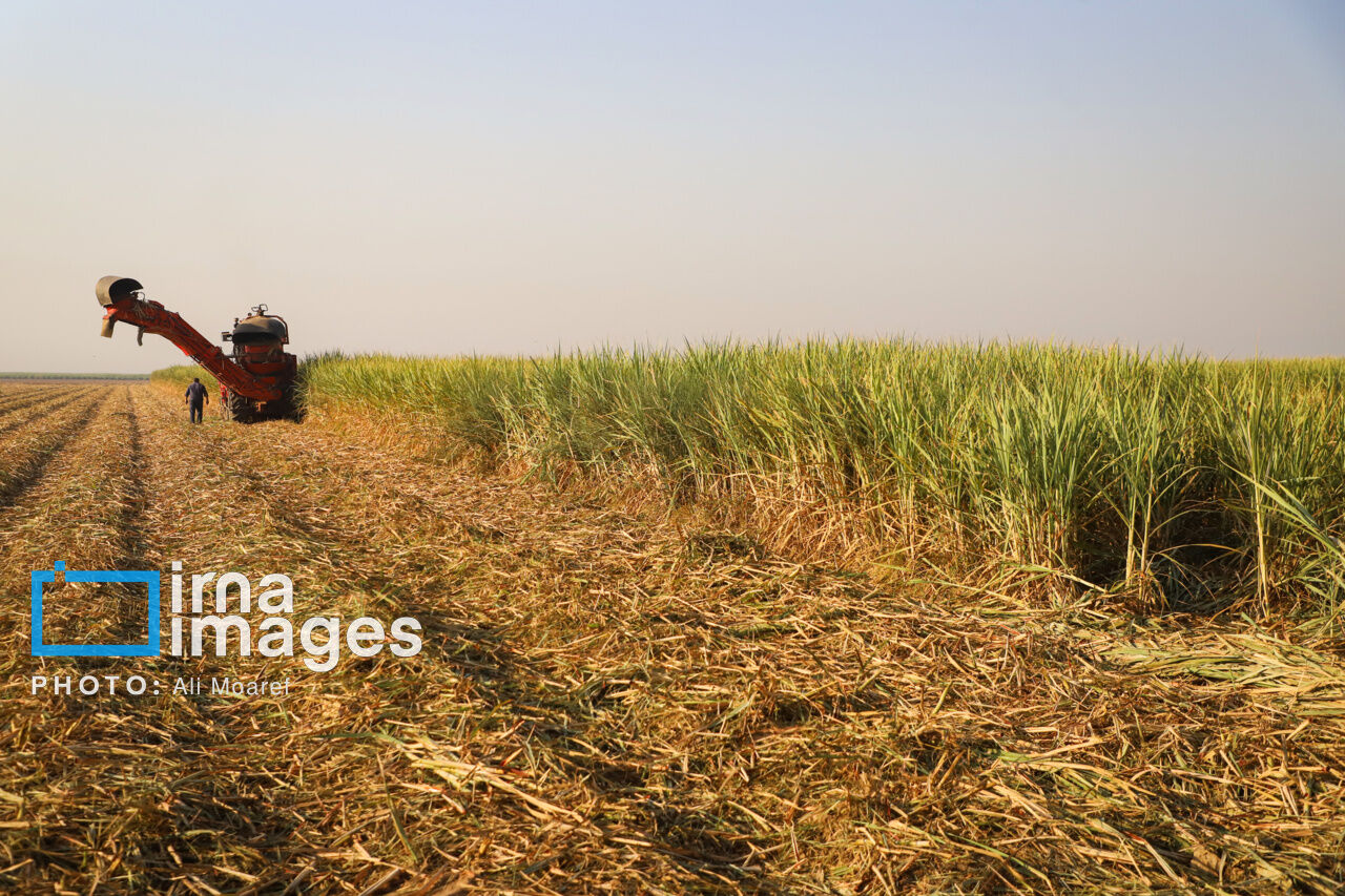 Sugarcane Planting Underway Across Farmland in Southwest Iran