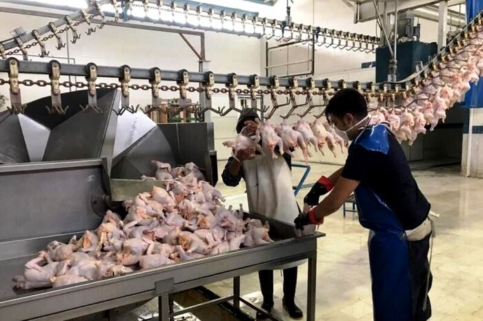 چهاردهم مهر، روز جهانی دامپزشکی و اهمیت استراتژیک آن در امنیت غذایی
