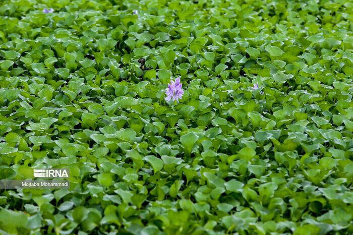 سیلاب مازندران به کام شیطان