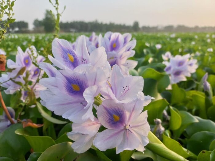 سیلاب مازندران به کام شیطان