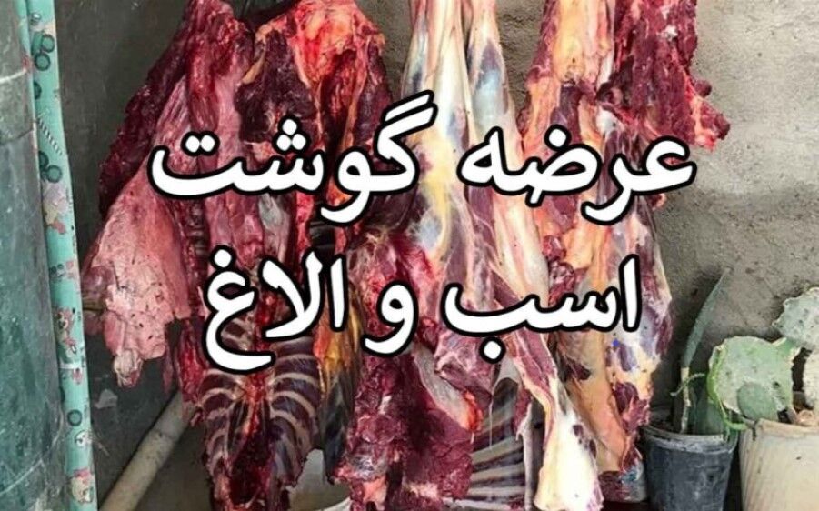 کشف ۲۵۴ کیلوگرم گوشت حیوانات تکسمی در جنوب تهران؛ دستگیری ۵ متهم