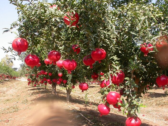 وقتی ریلها به جنگل میرسند؛ روایت سفری از کویر تا شیرگاه 1 وقتی ریلها به جنگل میرسند؛ روایت سفری از کویر تا شیرگاه
