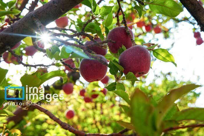 پیش‌بینی تولید بیش از ۲۰۰ هزار تن سیب در اشنویه/ افزایش ۲۰ درصدی نسبت به پارسال