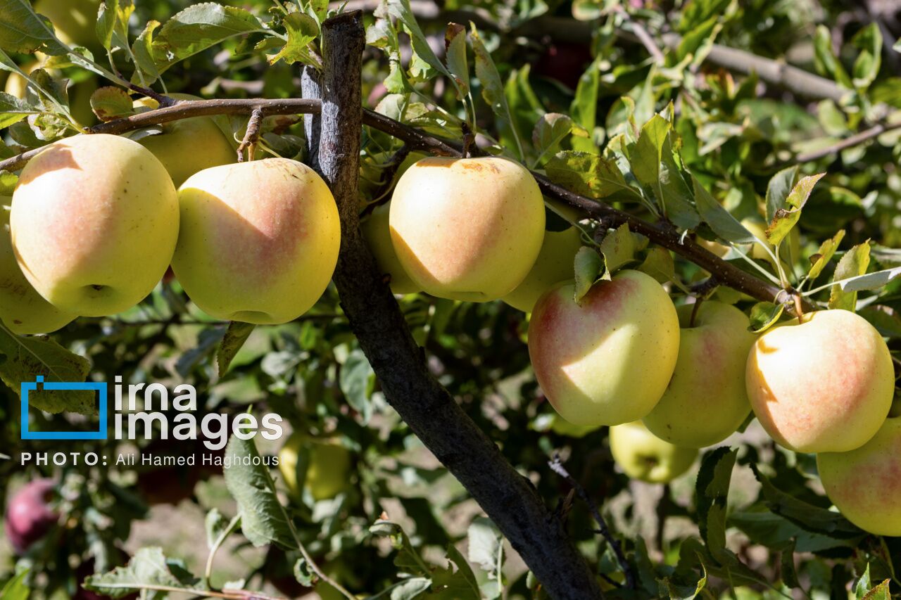 قیمت سیب صنعتی در آذربایجان غربی کمتر از نرخ کارشناسی است/ شناسایی بازارهای صادراتی جدید