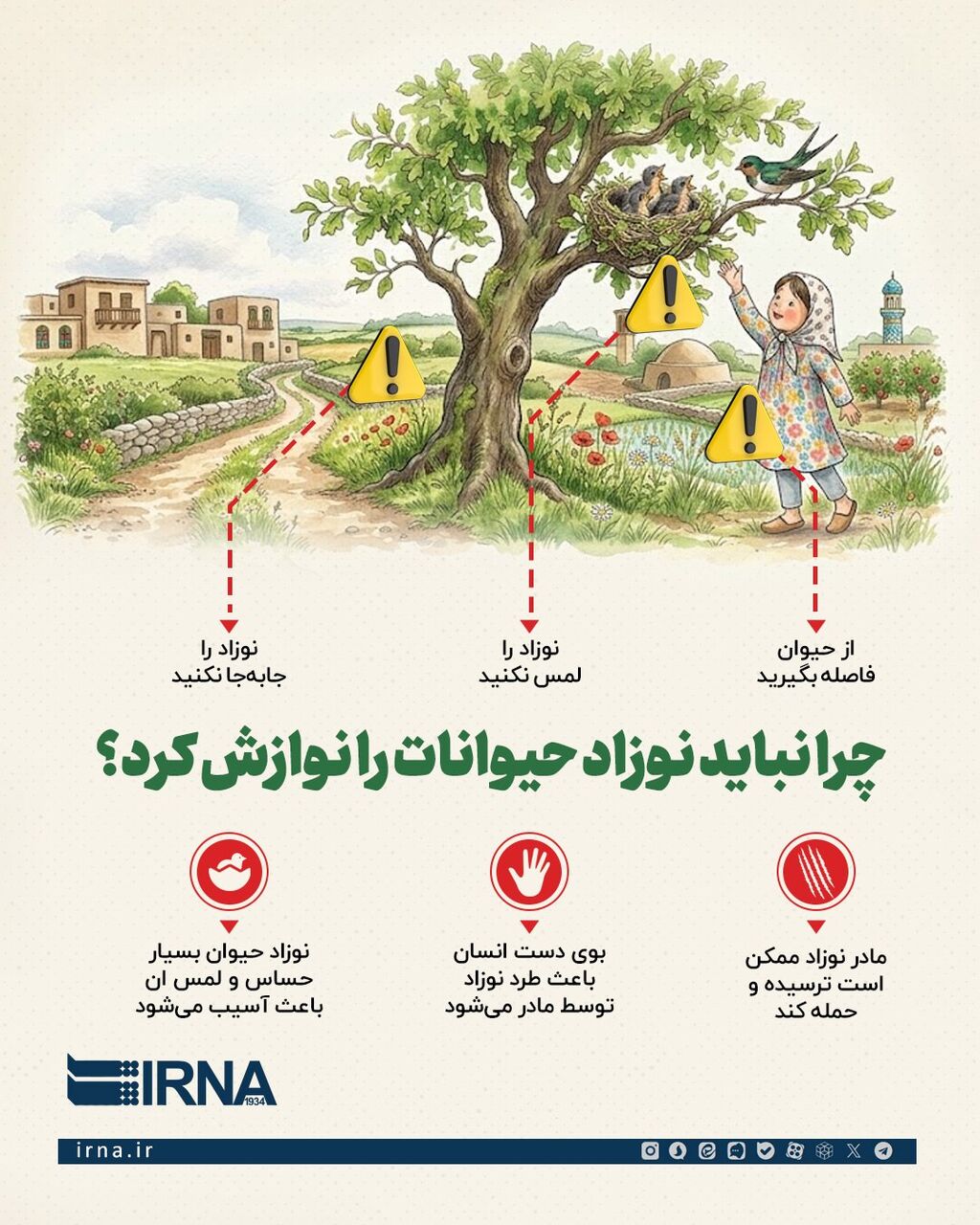 اینفو چرا نباید نوزاد حیوانات را نوازش کرد؟