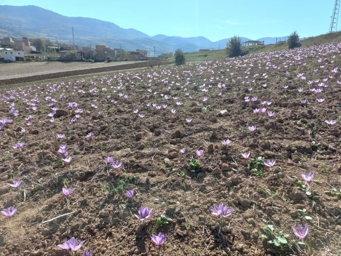 رونق کشت طلای سرخ در مینودشت