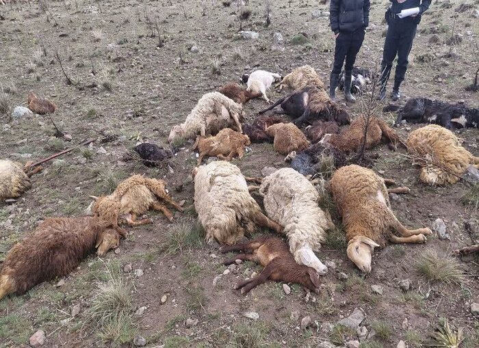 سیل به مزارع پرورش ماهی شهرستان انگوت پنج میلیارد ریال خسارت وارد کرد