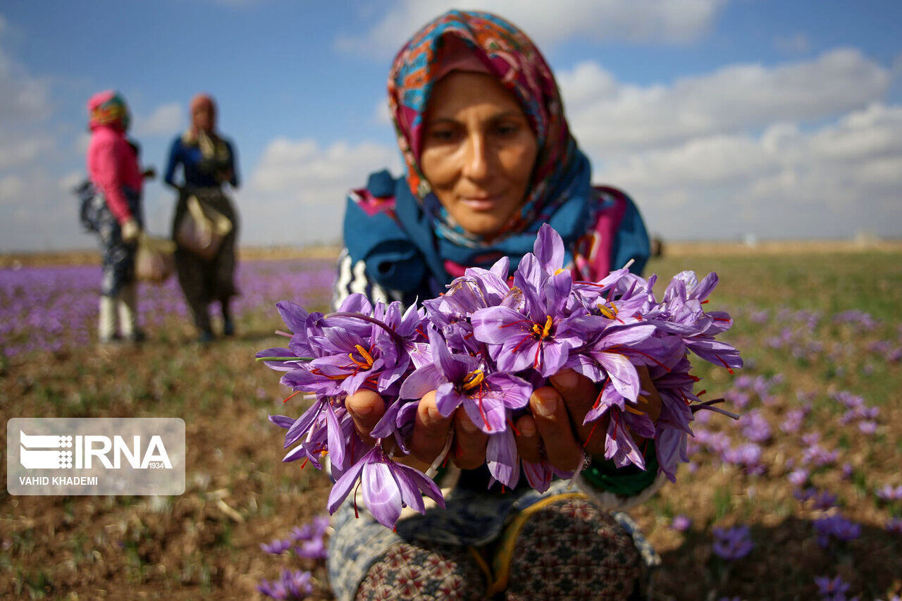 جشنواره زعفران تربتحیدریه با ۲۰۰ رویداد گردشگری همراه است +فیلم جشنواره زعفران تربتحیدریه با ۲۰۰ رویداد گردشگری همراه است +فیلم
