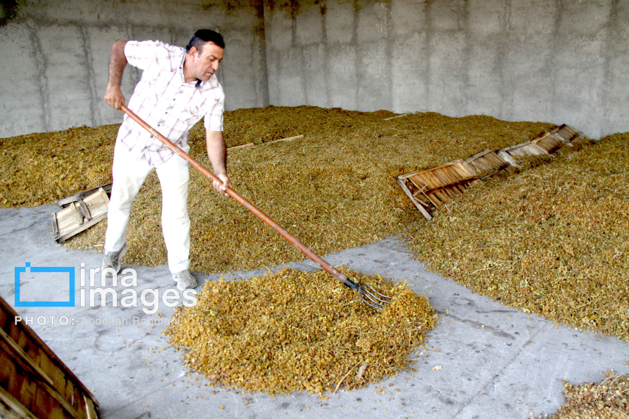 تبدیل انگور به کشمش با روش سنتی در میاندوآب