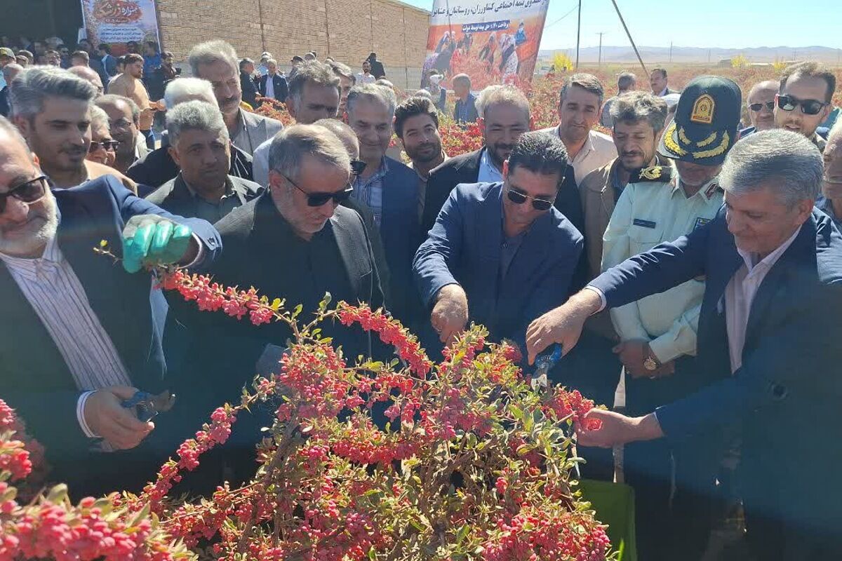 استاندار خراسان جنوبی: ۱۳۰ میلیارد تومان برای حمایت از خرید زرشک در استان پیش‌بینی شد