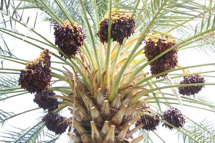 حاجیآباد در آستانه برداشت ۳۸ هزار تن خرمای شکلاتی پیارم