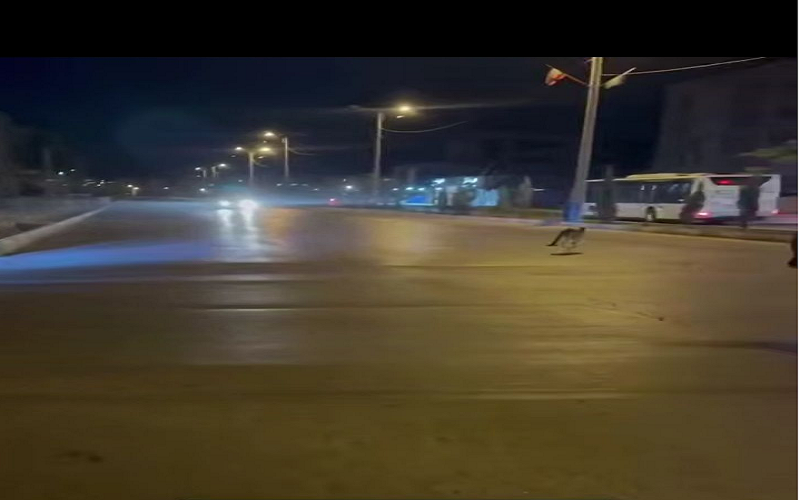 ماجرای کانگوروی سرگردان در کرمان؛ محیطزیست وارد عمل شد