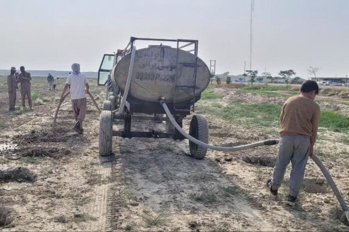 گیاه دارویی «کپر»، زینت بخش مراتع گنبدکاووس