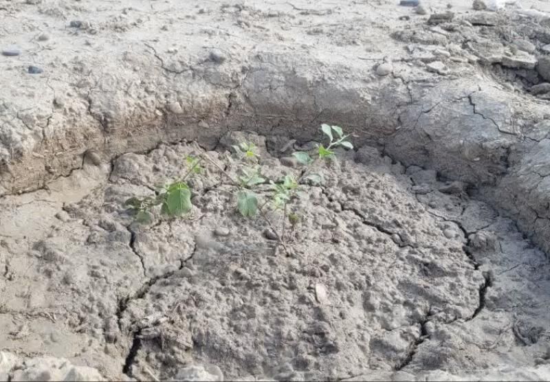 «کپر» زینت بخش مراتع گنبدکاووس شد