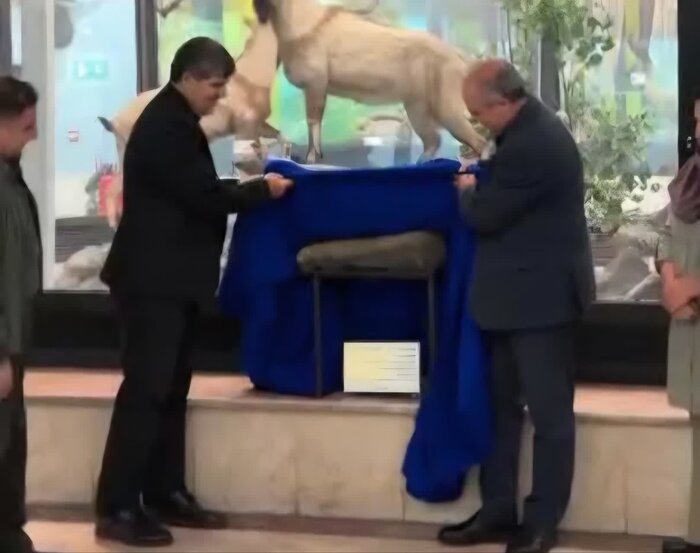 فسیل تنه درخت ۱۷۰ میلیون ساله نمادی از قدمت گلستان