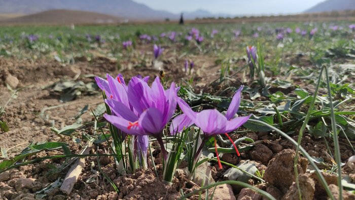 توسعه کشت زعفران در چهارمحال و بختیاری؛ گامی در مسیر کشاورزی کمآببَر است