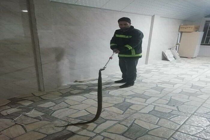 زنده‌گیری ۲۹۴ حلقه مار در کاشان