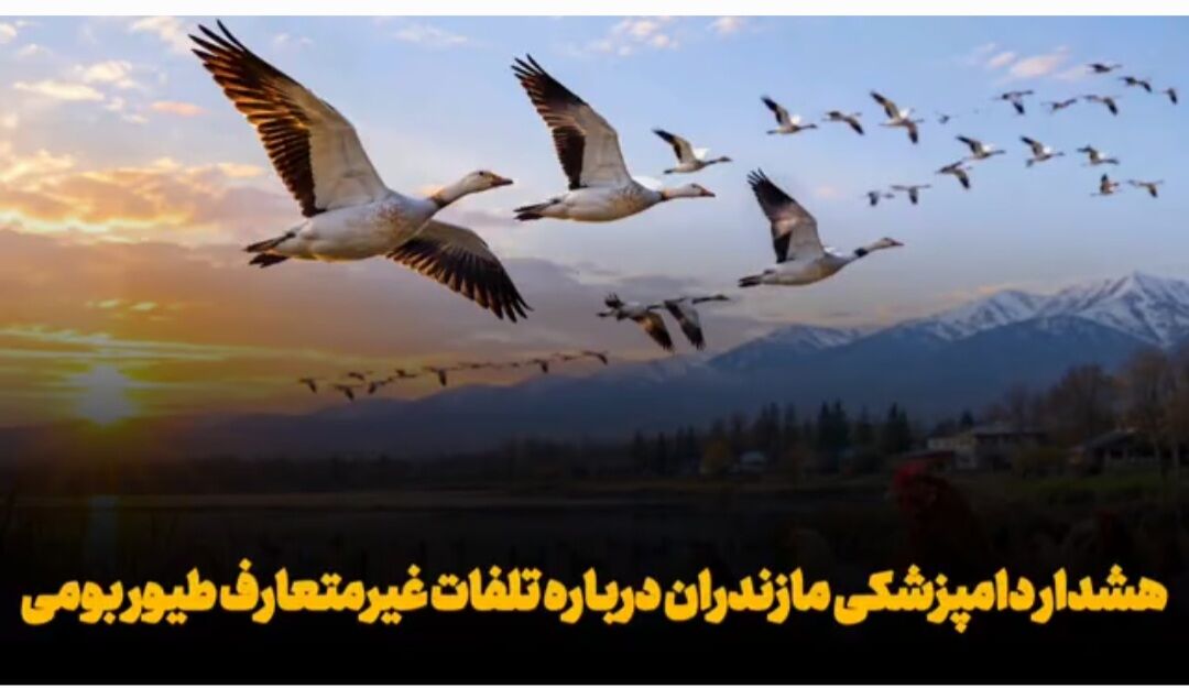 فیلم| دامپزشکی مازندران درباره احتمال شیوع آنفلوانزای پرندگان هشدار داد