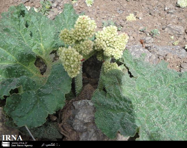 برداشت ريواس در شهرستان كوثر آغاز شد