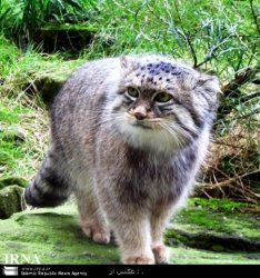 گربه نادر 'پالاس' در منطقه شكار ممنوع مهريز رها سازي شد