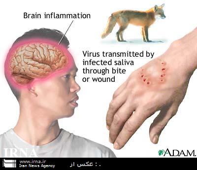 واكسيناسون مهمترين راه مبارزه، كنترل و پيشگيري از بيماري هاري است