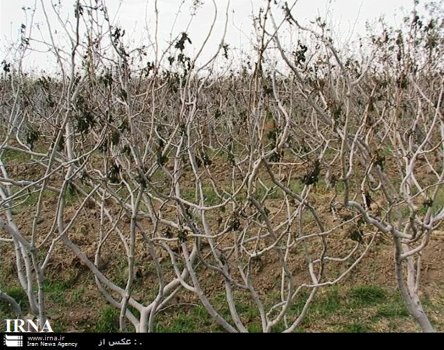 آفت و سرمازدگي به 35 درصد باغات پسته سيرجان خسارت وارد كرد