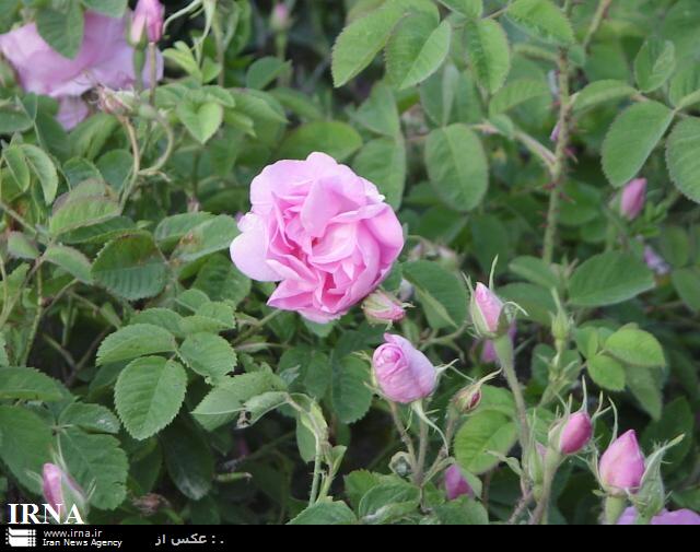 قمصر پايتخت گل و گلاب ايران، ميزبان دوستداران گل محمدي است