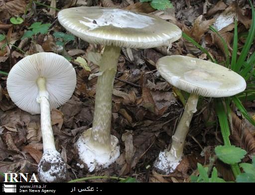دانشگاه علوم پزشكي آذربايجان غربي، نسبت به خطر مصرف قارچ هاي سمي هشدار داد