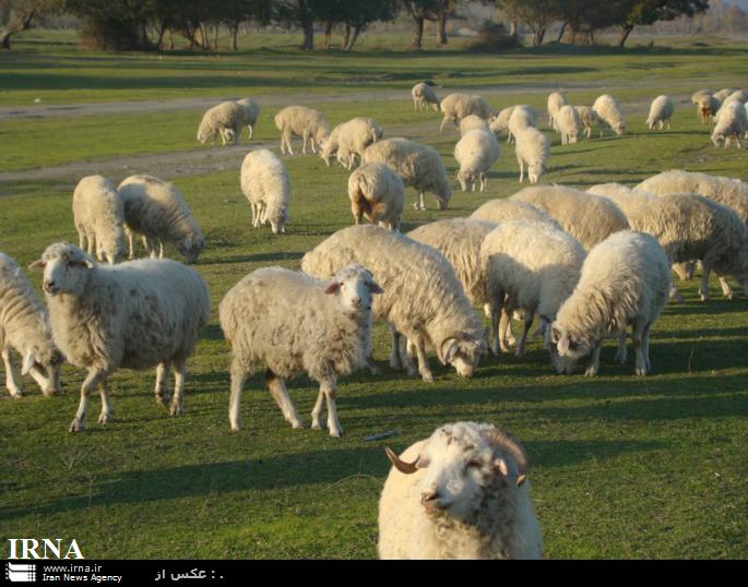 عمليات تلقيح مصنوعي گوسفندبه روش لاپاراسكوپي درهفتگل انجام شد