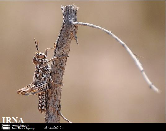 عمليات مبارزه با ملخ كوهاندار در تاغزارهاي آران و بيدگل آغاز شد