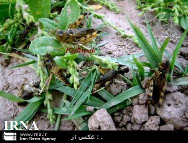 مبارزه با آفت ملخ در مزارع شهرستان قزوين انجام شد