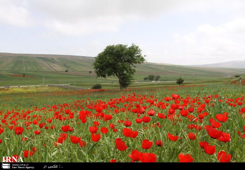 پنج هزار نفر در جشنواره سفر به دشت شقايق ها شركت كردند