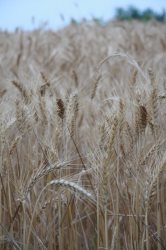 حدود 39 هزار تن گندم از كشاورزان مازندراني خريداري شد