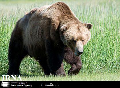 راز حمله خرس به چوپانان خلخالي فاش شد