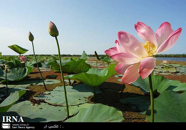 لبخند نيلوفر آبي بر چهره  تالاب انزلي شكفت