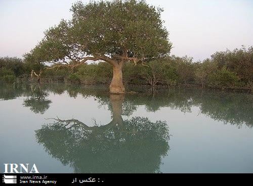 وسعت و پراكندگي جنگل هاي مانگر سواحل استان هرمزگان پايش شد