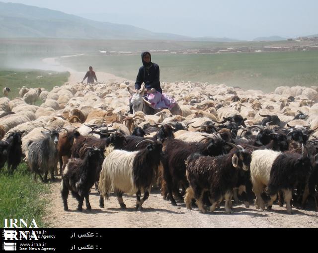 بيش از 141هزار راس دام زنده با نظارت دامپزشكي تربت حيدريه روانه  كشتارگاه ها شد