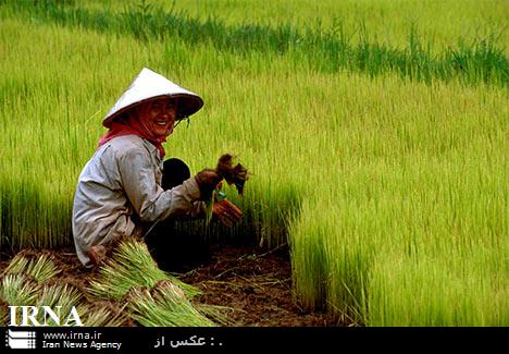 ركورد توليد برنج، جهان را از بحران غذا نجات داد