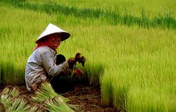 ركورد توليد برنج، جهان را از بحران غذا نجات داد