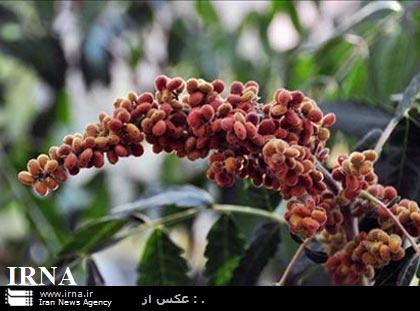 كار برداشت سماق از مناطق جنگلي سردشت آغاز شد