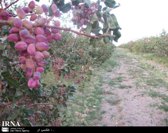 برداشت پسته از باغ هاي خراسان شمالي آغاز شد