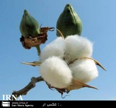 تخصیص یارانه، سطح کشت پنبه را افزایش می دهد