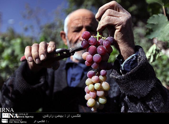 بيش از 25 هزار تن انگور در شهرستان كرمانشاه برداشت شد