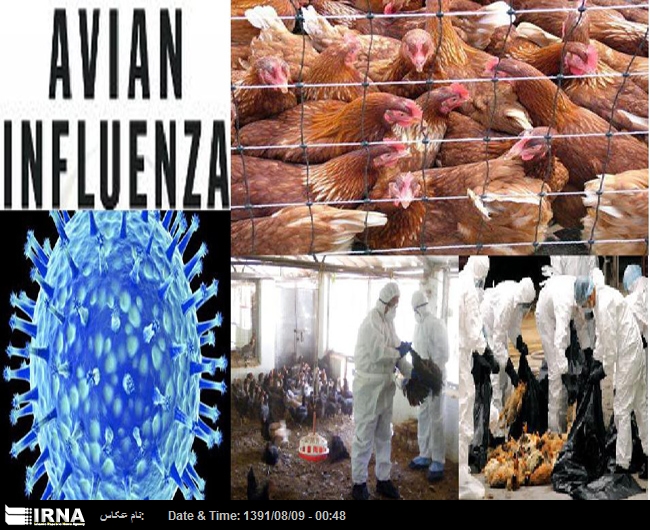 Avian influenza in Bangalore, over 19,000 chicken to be culled: report Avian influenza in Bangalore, over 19,000 chicken to be culled: report