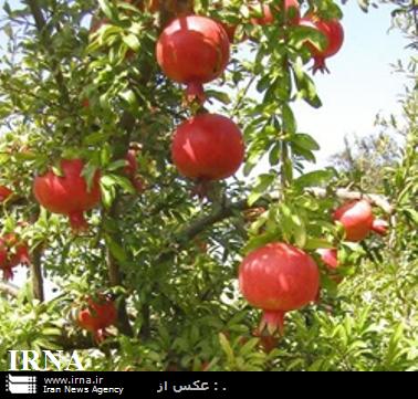 توليد محصول انار در شهرستان كيار 20 درصد افزايش يافت