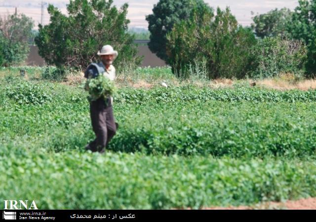 زنجان هيچ مشكلي در فروش انواع محصولات كشاورزي ندارد